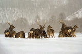 Hokkaido Winter Poster och Canvastavla
