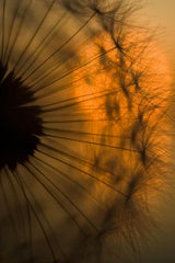Sunset Poster och Canvastavla