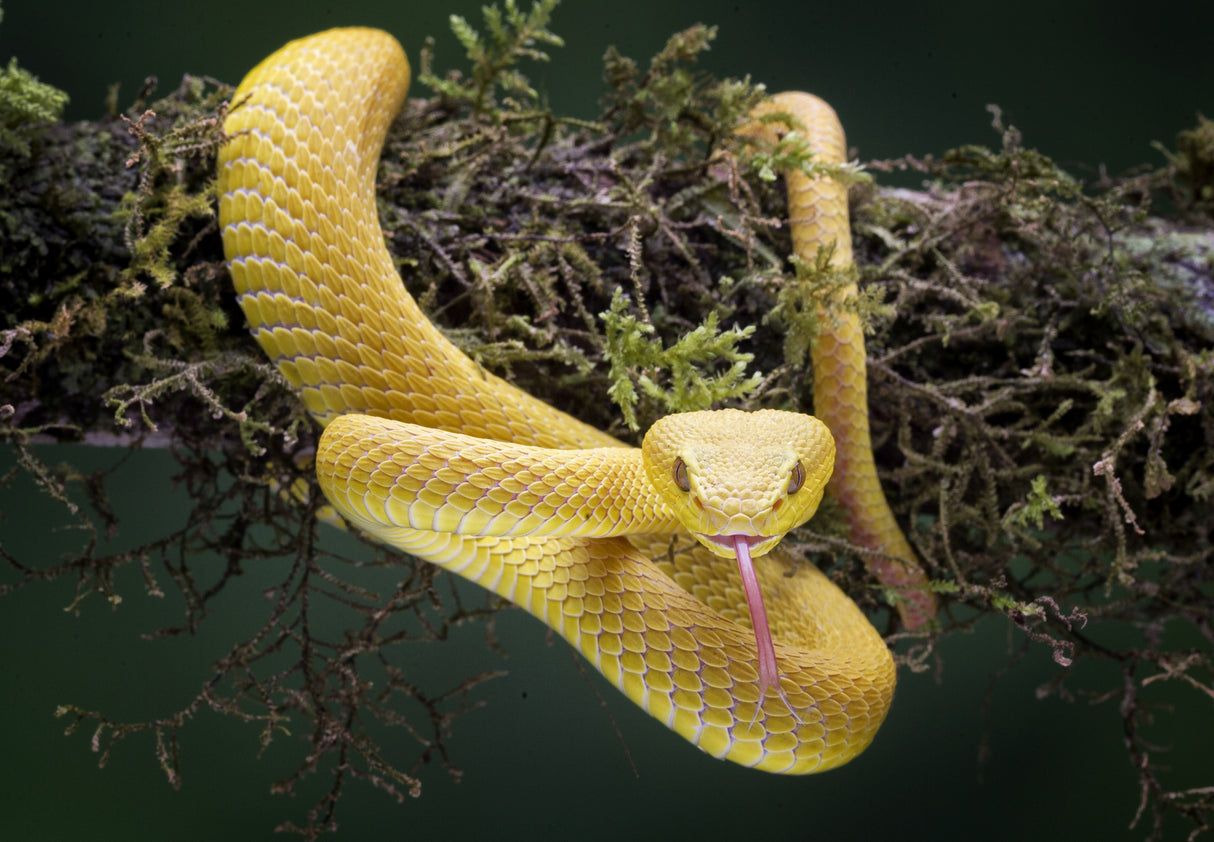 Yellow Viper Poster och Canvastavla