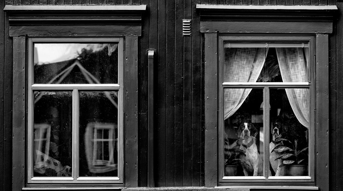 The dogs Poster och Canvastavla