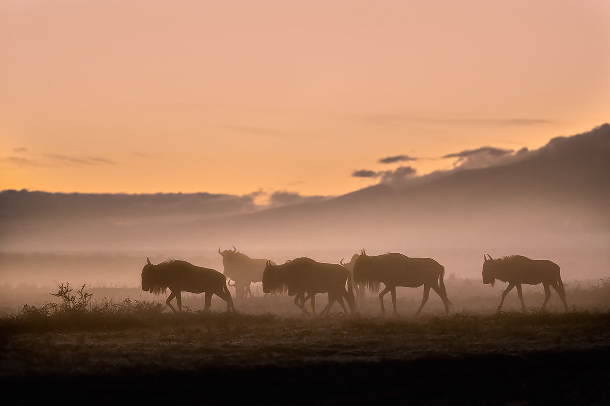 Early morning in Serengeti Poster och Canvastavla