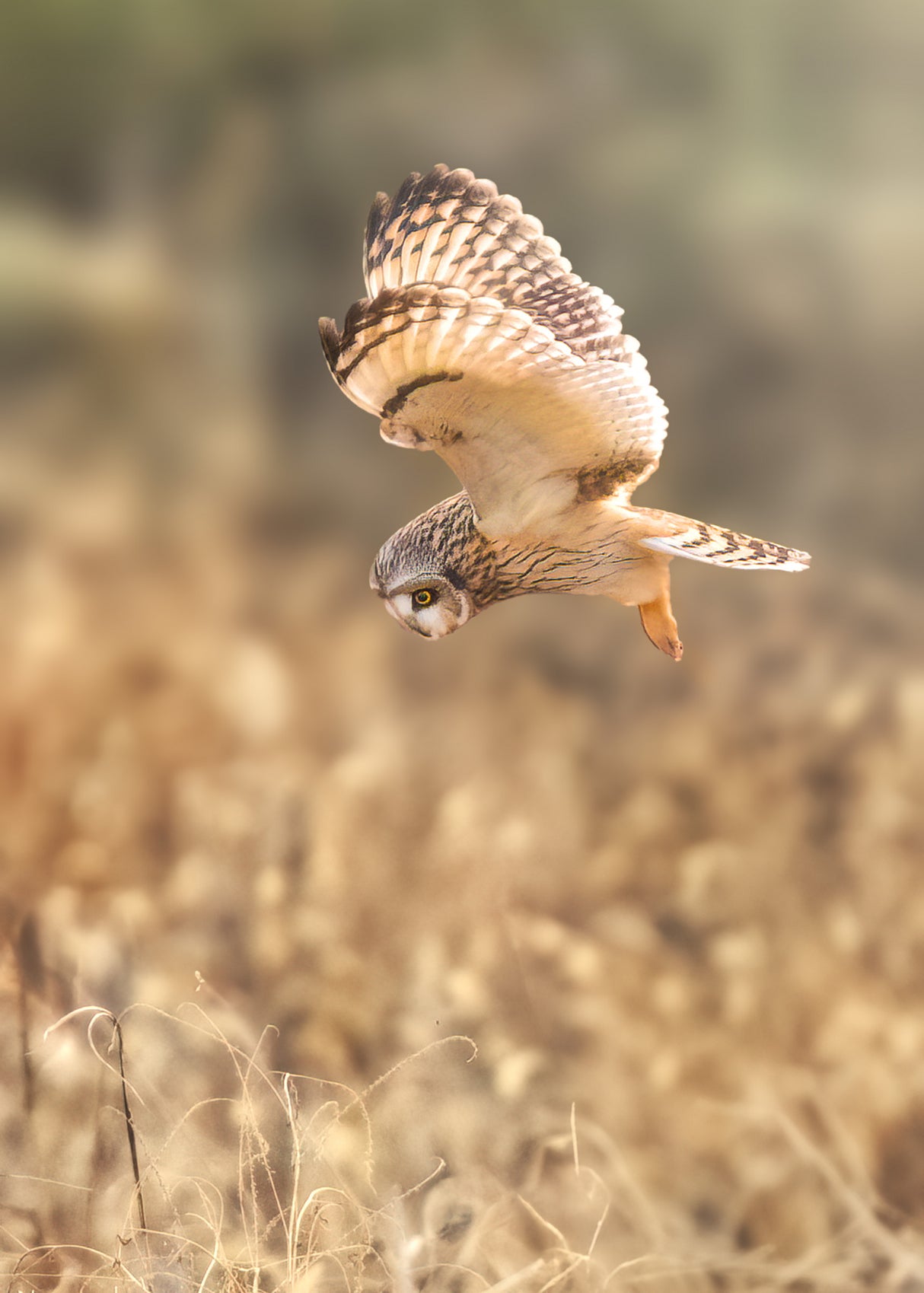Short eared Owl Poster och Canvastavla