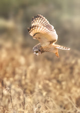 Short eared Owl Poster och Canvastavla