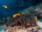 Skunk Anemonefish Poster och Canvastavla