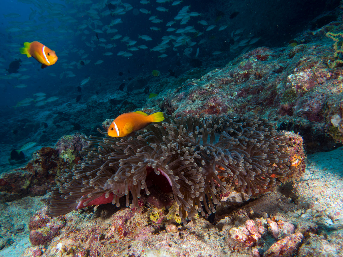 Skunk Anemonefish Poster och Canvastavla