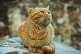 ginger cat Poster och Canvastavla