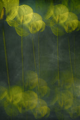 Green Leaves Poster och Canvastavla