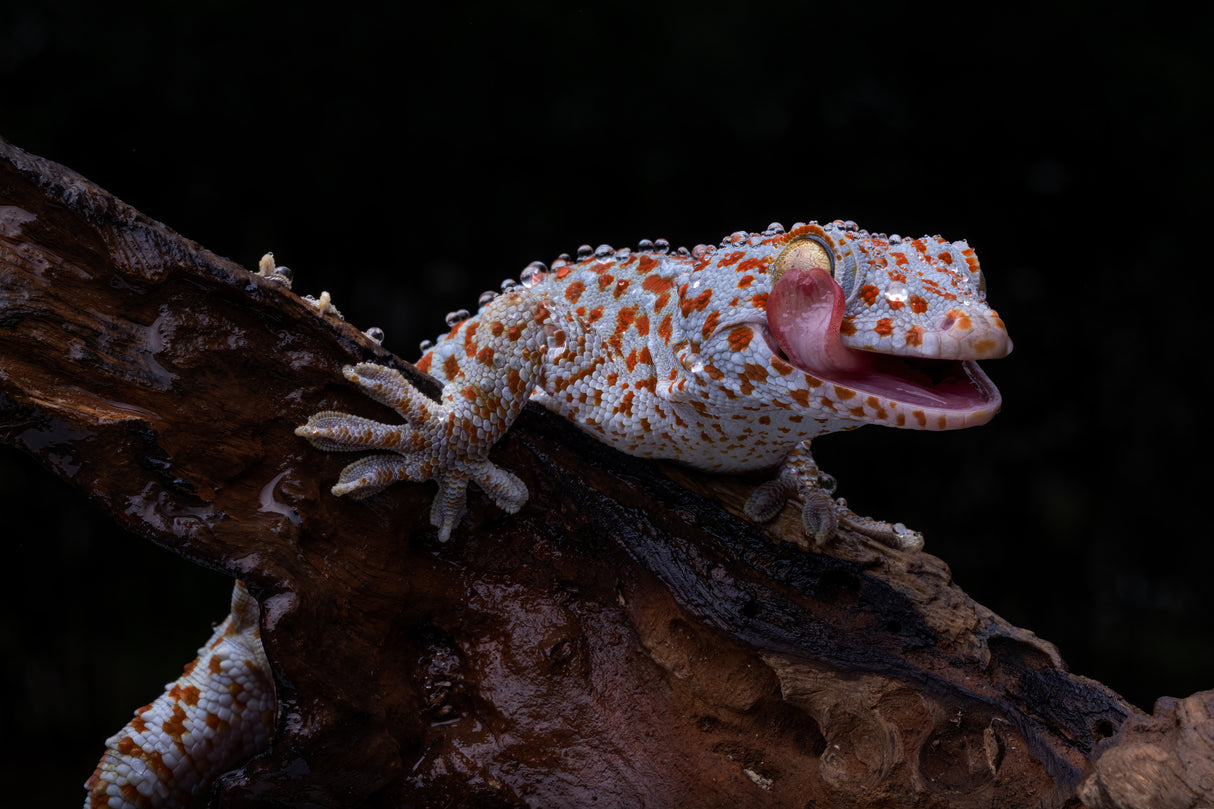 Smiling Gecko Poster och Canvastavla