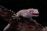 Smiling Gecko Poster och Canvastavla