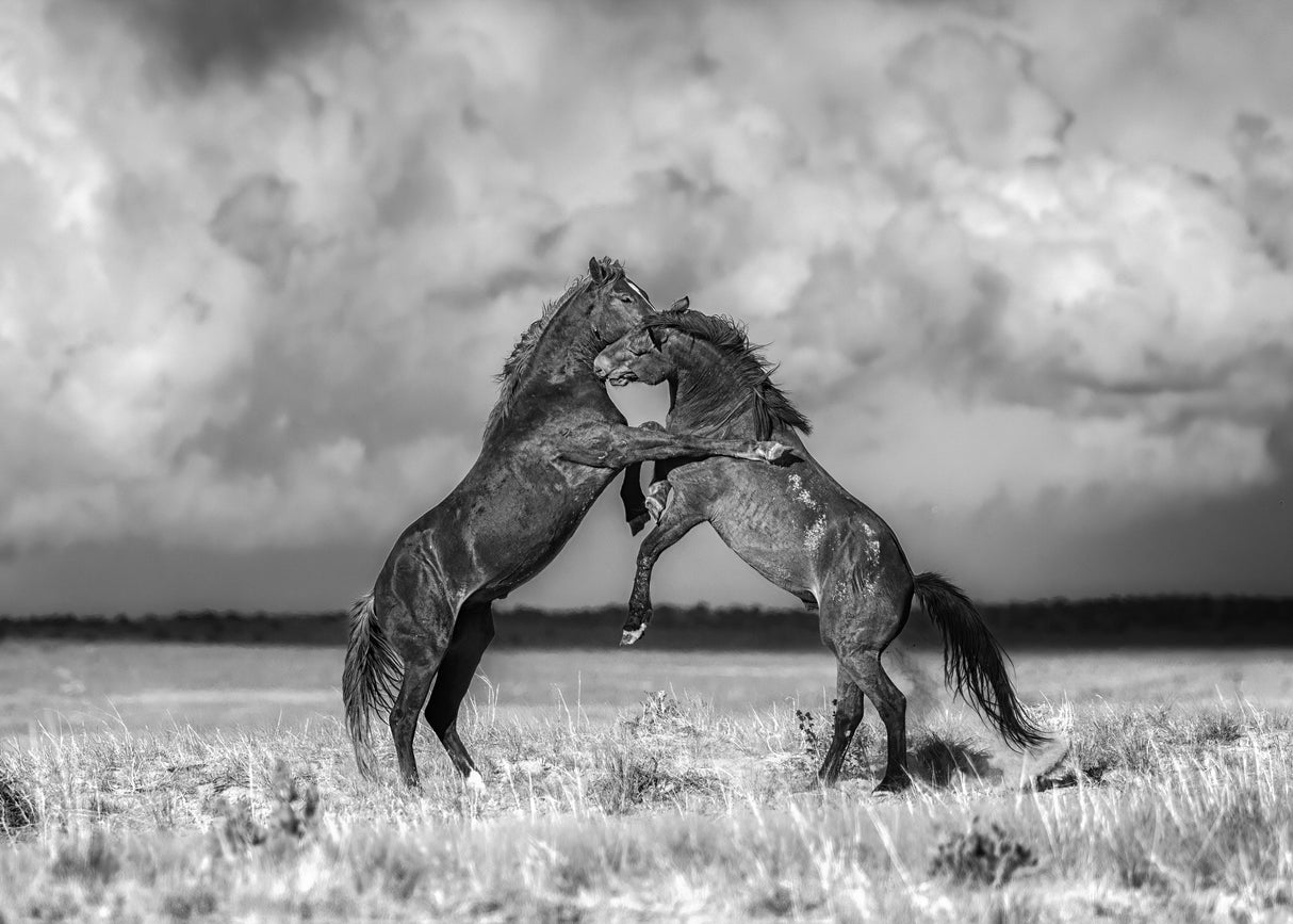 Wild Horses Poster och Canvastavla
