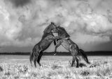 Wild Horses Poster och Canvastavla