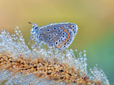 Nature's beauty without special effects Poster och Canvastavla
