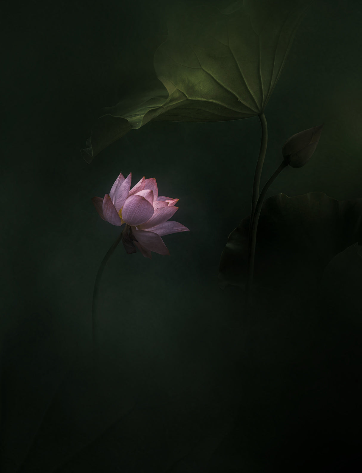 lotus Poster och Canvastavla