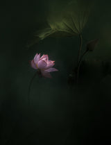 lotus Poster och Canvastavla