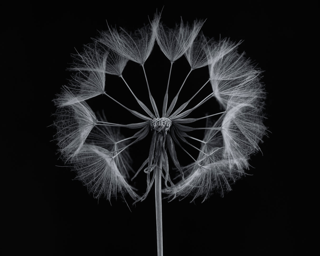 Salsify Poster och Canvastavla