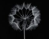 Salsify Poster och Canvastavla