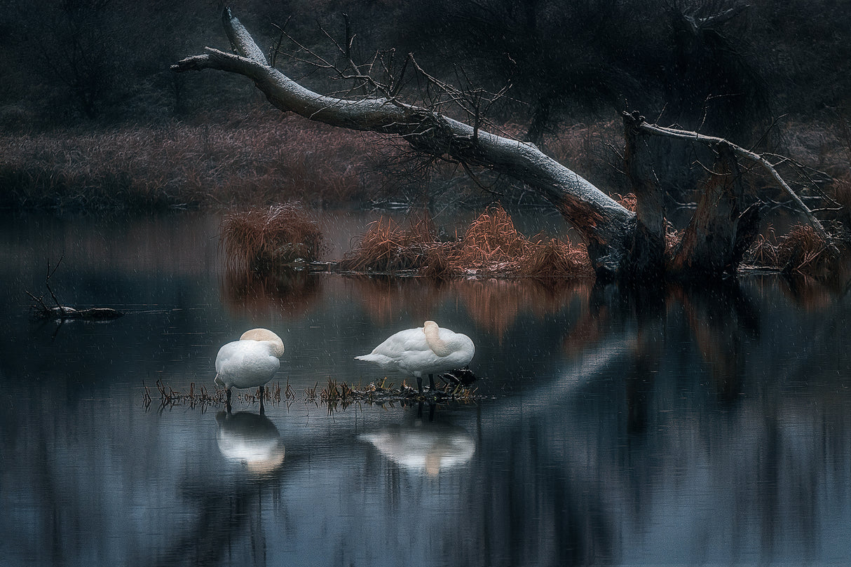Sleeping swans Poster och Canvastavla