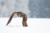 Eurasian eagle-owl Poster och Canvastavla