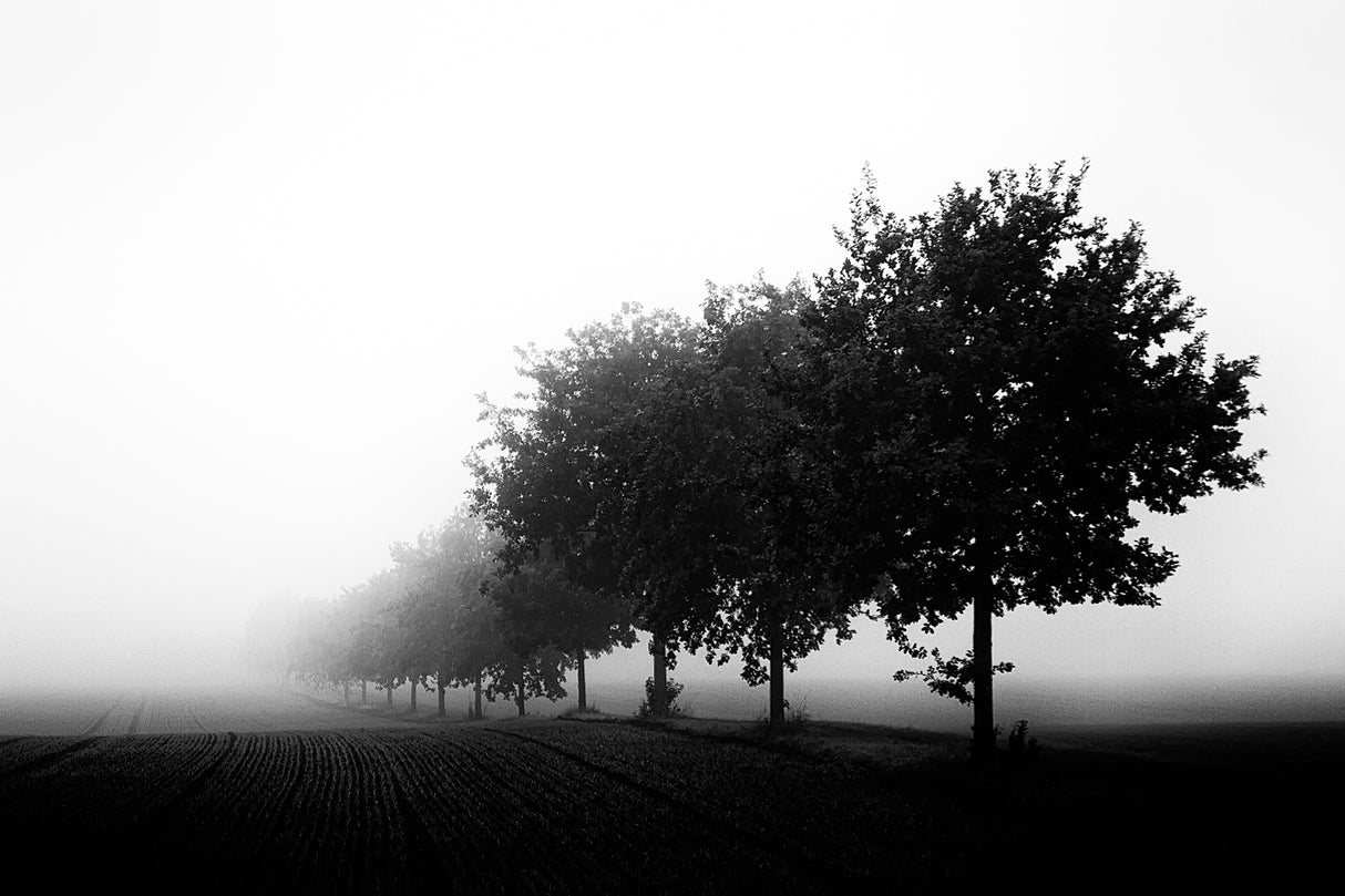 foggy day Poster och Canvastavla