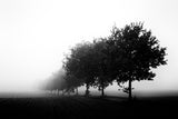 foggy day Poster och Canvastavla