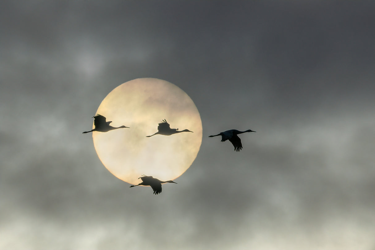 Over the Moon Poster och Canvastavla