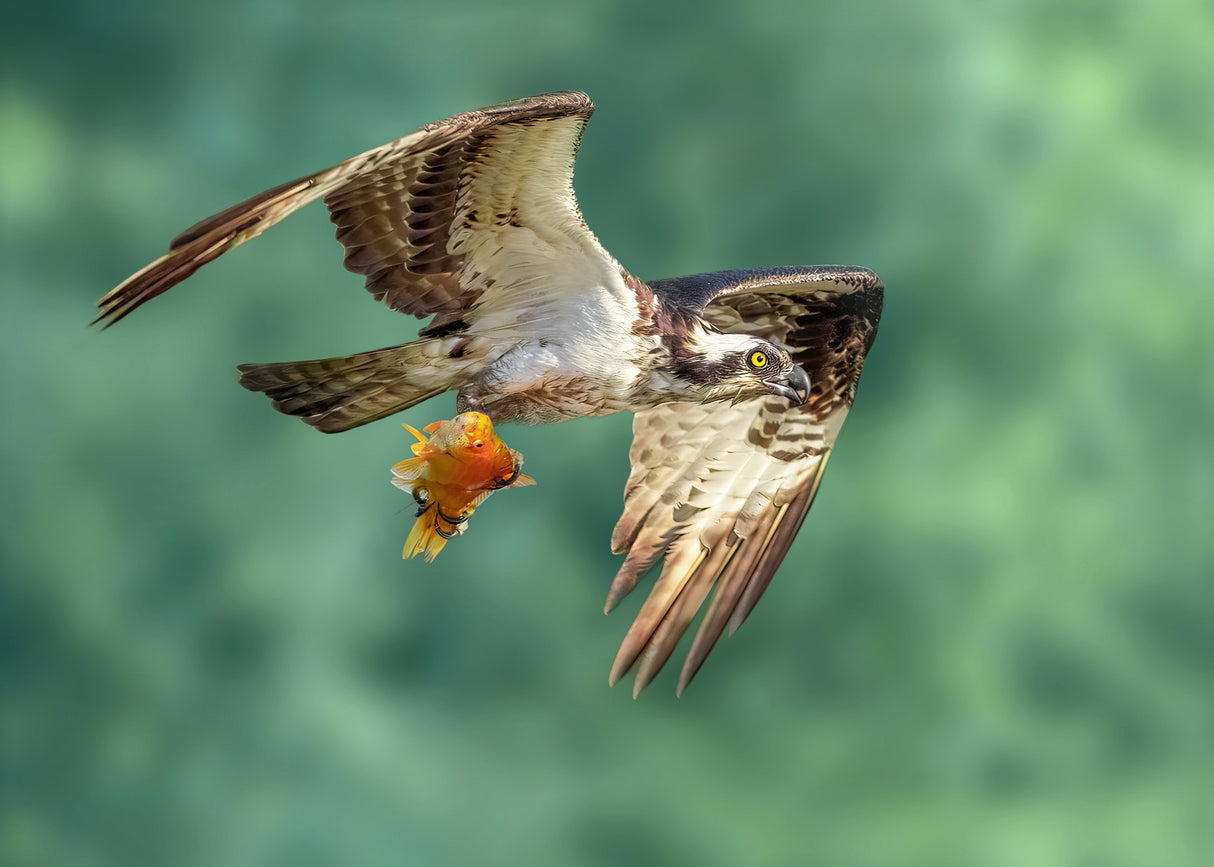 Superb Catch Poster och Canvastavla