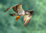 Superb Catch Poster och Canvastavla