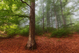 The Green Forest Poster och Canvastavla