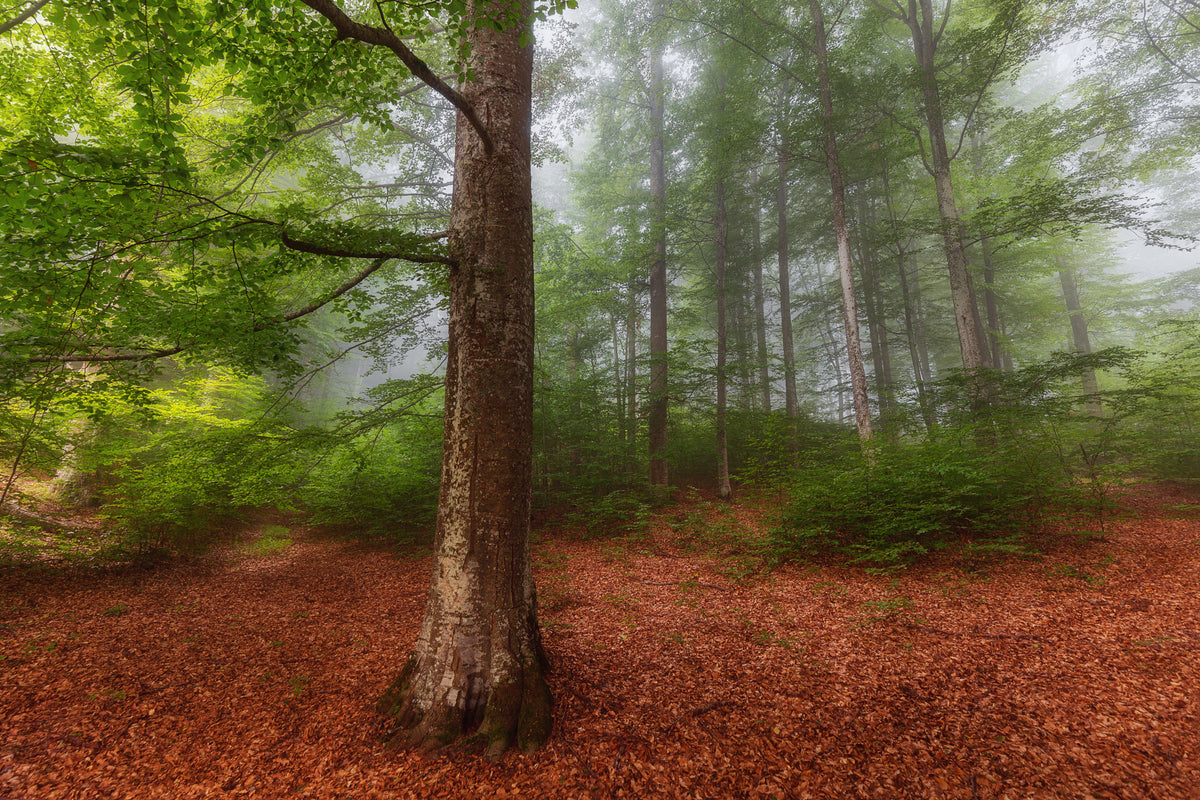 The Green Forest Poster och Canvastavla