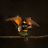 lovely Birds Poster och Canvastavla