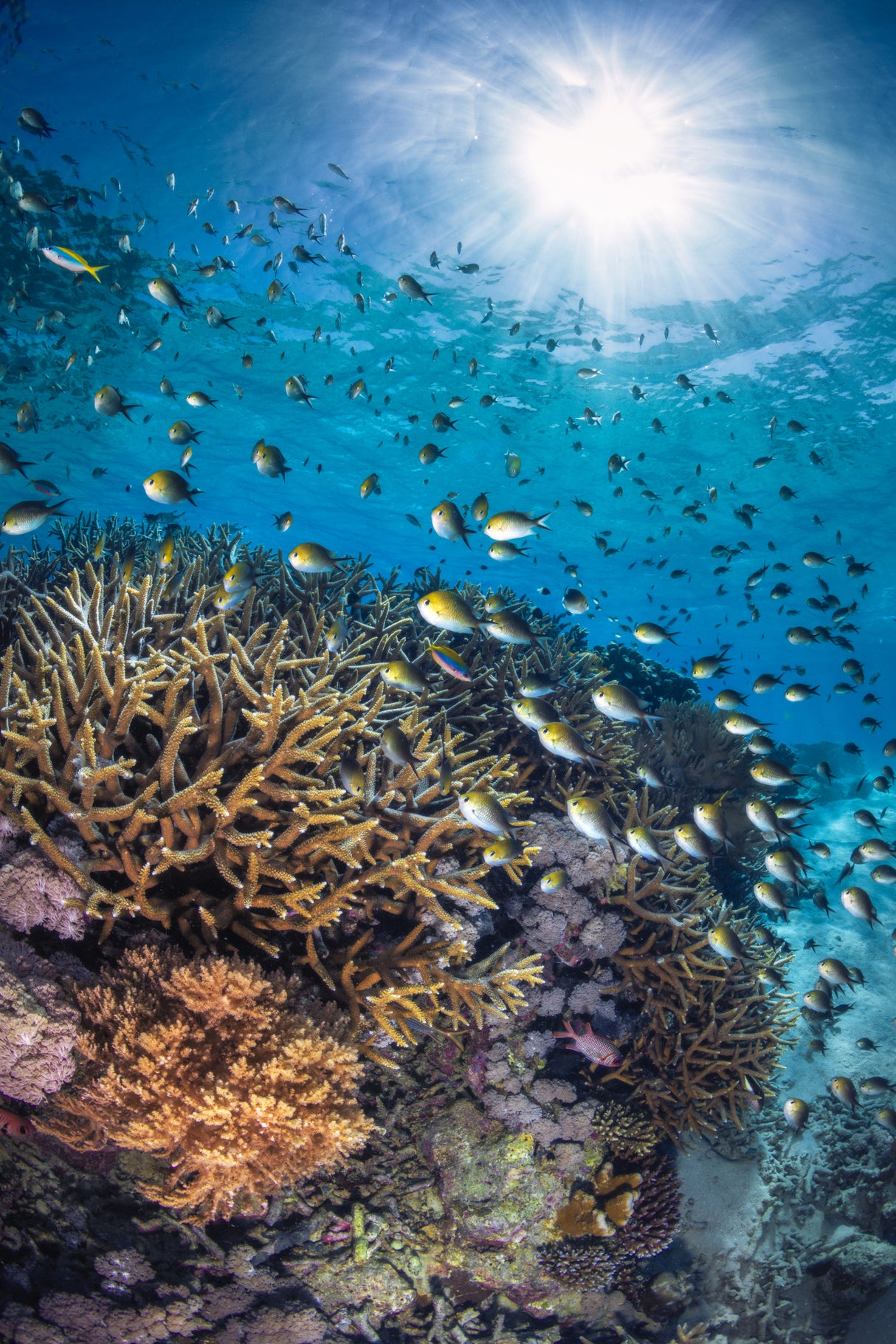 The damselfish against the light Poster och Canvastavla