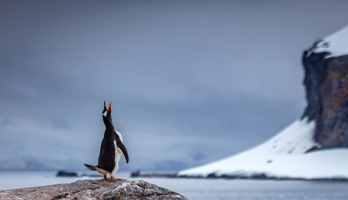 Penguin Calling Poster och Canvastavla