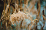 reed flower Poster och Canvastavla