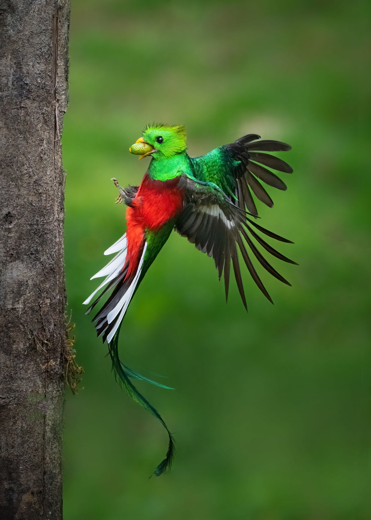 Father's Day Legend from Resplendent Quetzal Poster och Canvastavla
