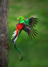 Father's Day Legend from Resplendent Quetzal Poster och Canvastavla