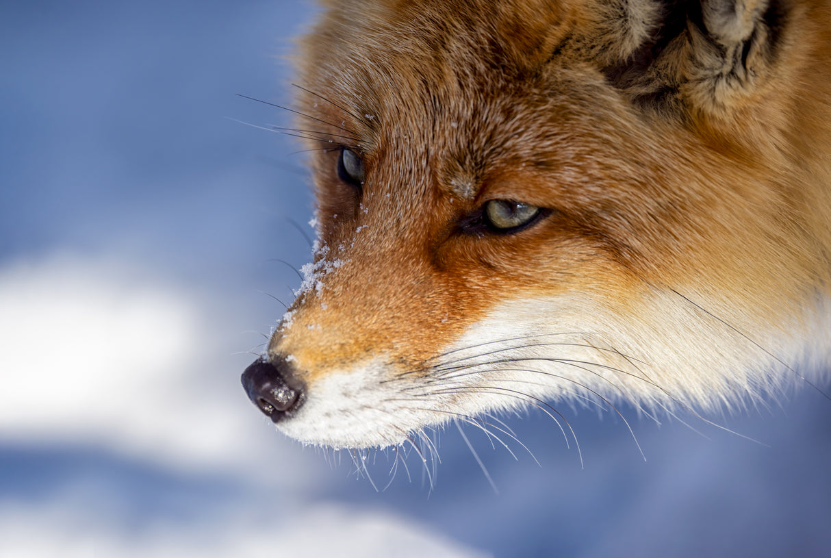 Japanese Fox Poster och Canvastavla