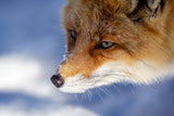 Japanese Fox Poster och Canvastavla