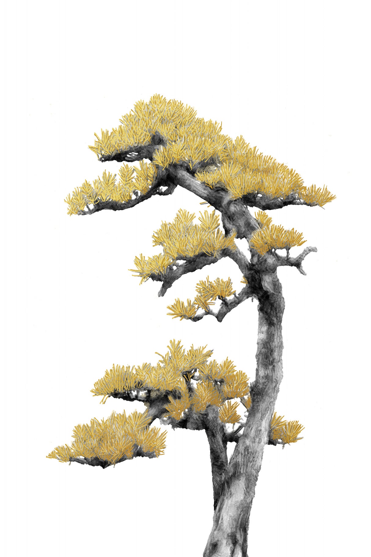 Bonsai Tree 04 Poster och Canvastavla