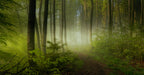 Early Fall Poster och Canvastavla