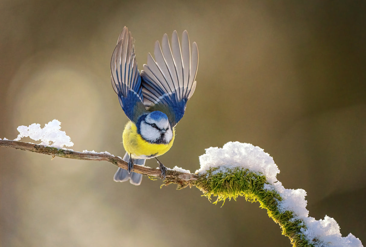 Eurasian blue tit Poster och Canvastavla