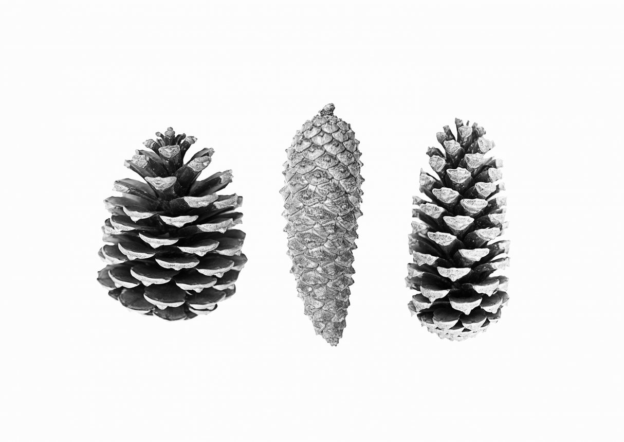 Pine Cone Study Poster och Canvastavla