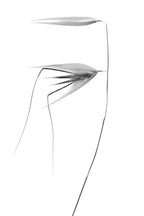 in the wind Poster och Canvastavla