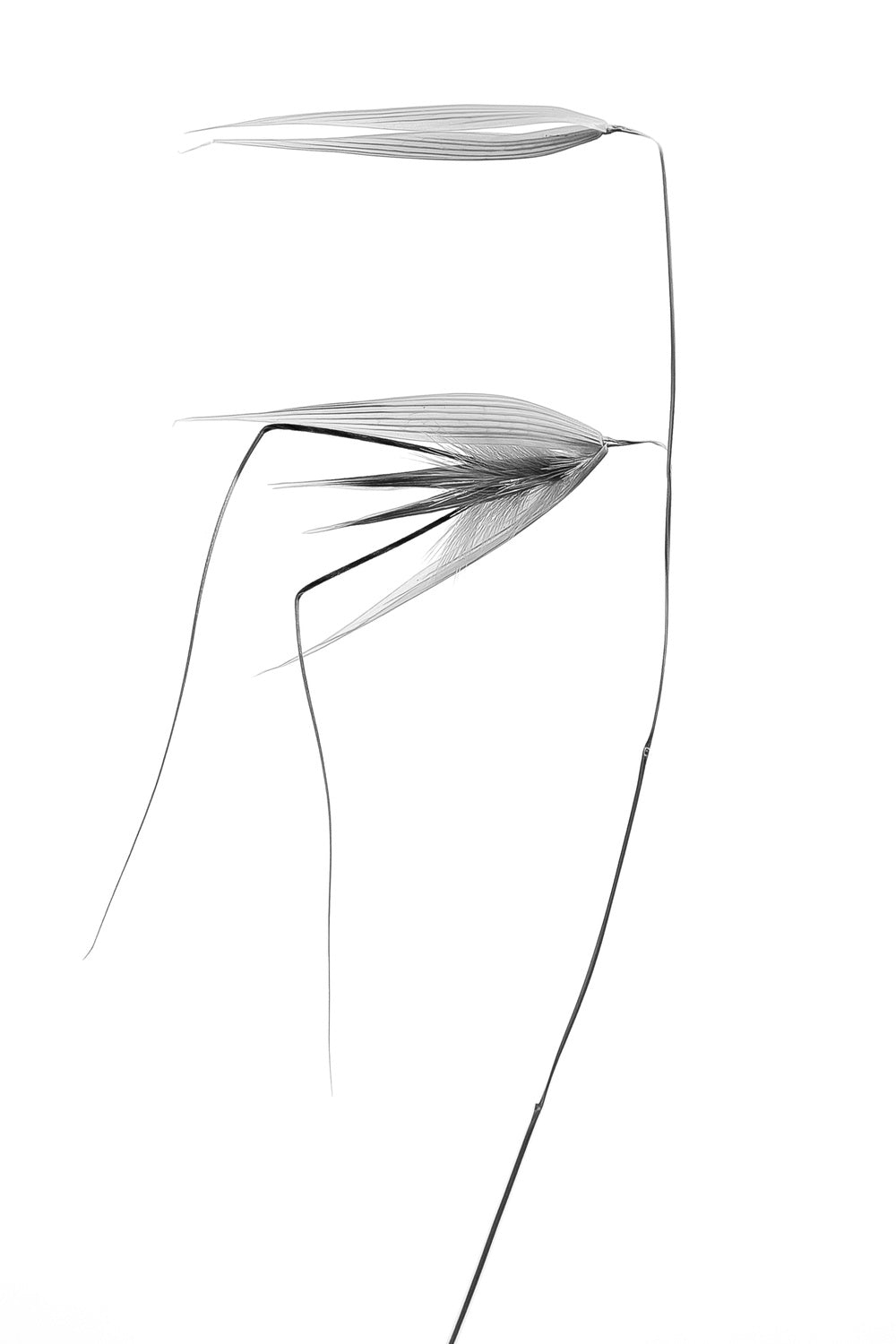 in the wind Poster och Canvastavla