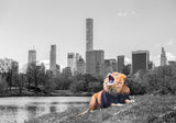 New York Roar Poster och Canvastavla