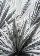 Silver Spray Poster och Canvastavla