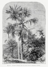 Vintage Palm Tree Drawing Iv Poster och Canvastavla