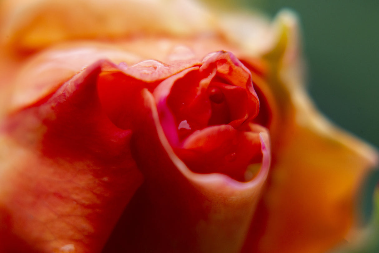 close-up of a rose Poster och Canvastavla