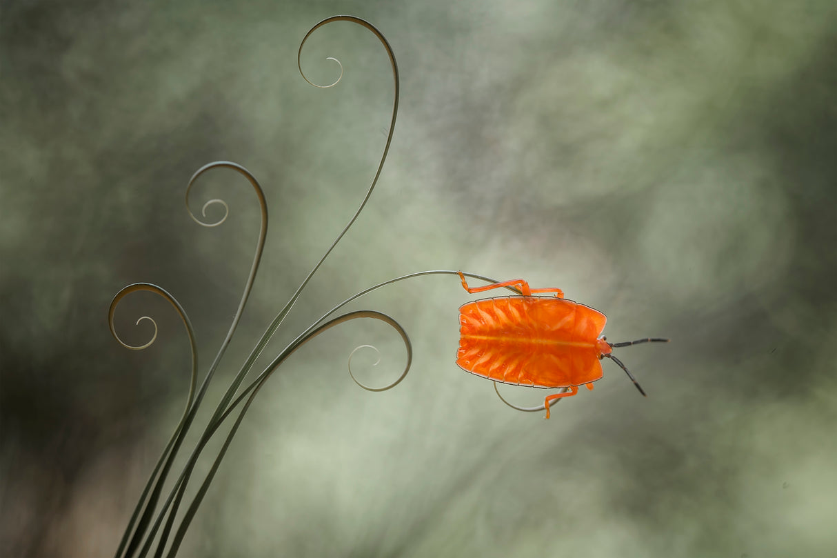 Nymph Beetle (pycanum rubens) Poster och Canvastavla