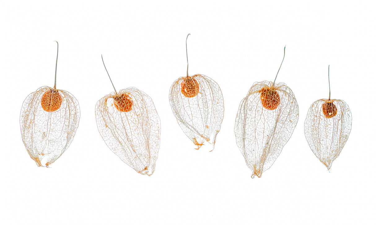 Chinese lanterns Poster och Canvastavla