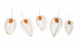 Chinese lanterns Poster och Canvastavla